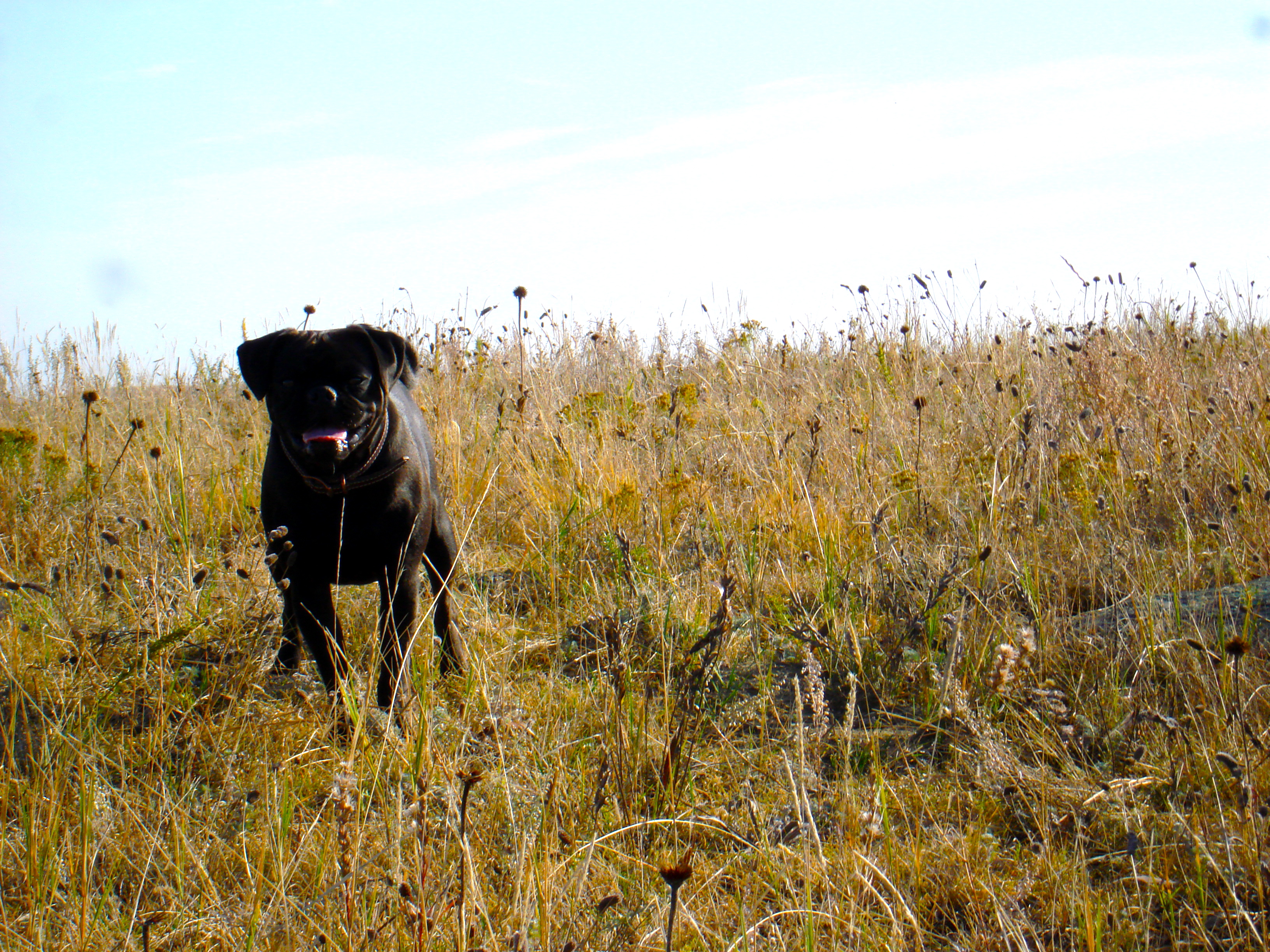 Chug the Pug, my search partner