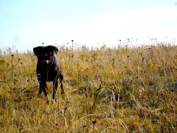 Chug the Pug, my search partner