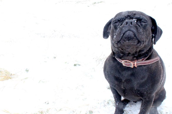 Pug in snow