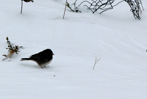 Bird in snow