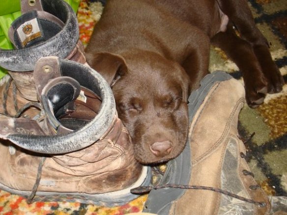 puppy on boots