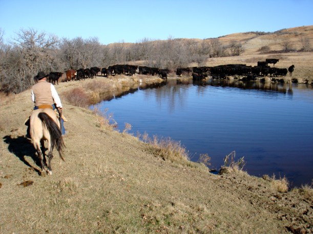 Cows by the dam
