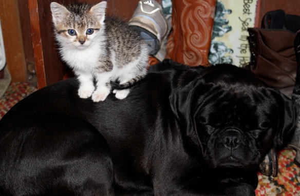Pug and Kitten
