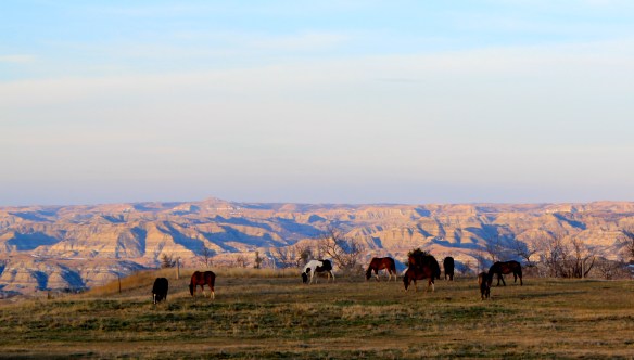 Horses in Badlands
