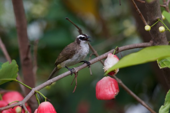 sylvia mindingthefarm.wordpress.com