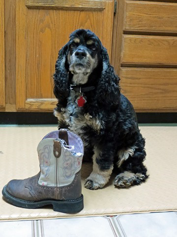 spottedfeatherfarms boots