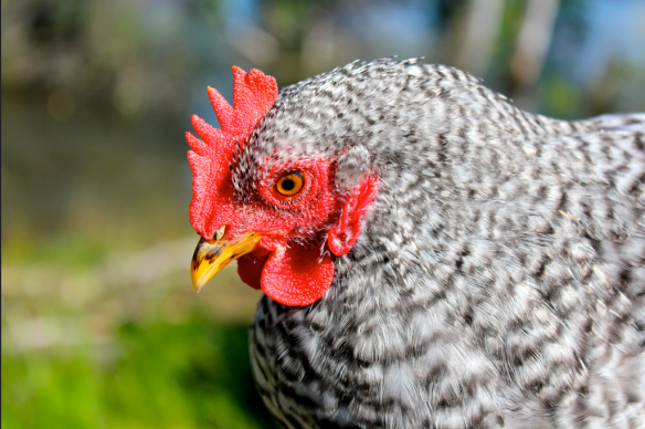 Screen Shot 2015-03-18 at 8.46.35 PM