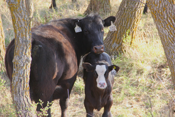 Screen Shot 2015-05-20 at 10.59.08 AM