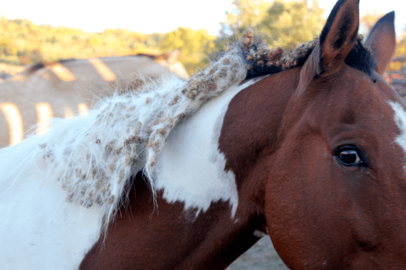 Screen Shot 2015-05-20 at 11.04.25 AM