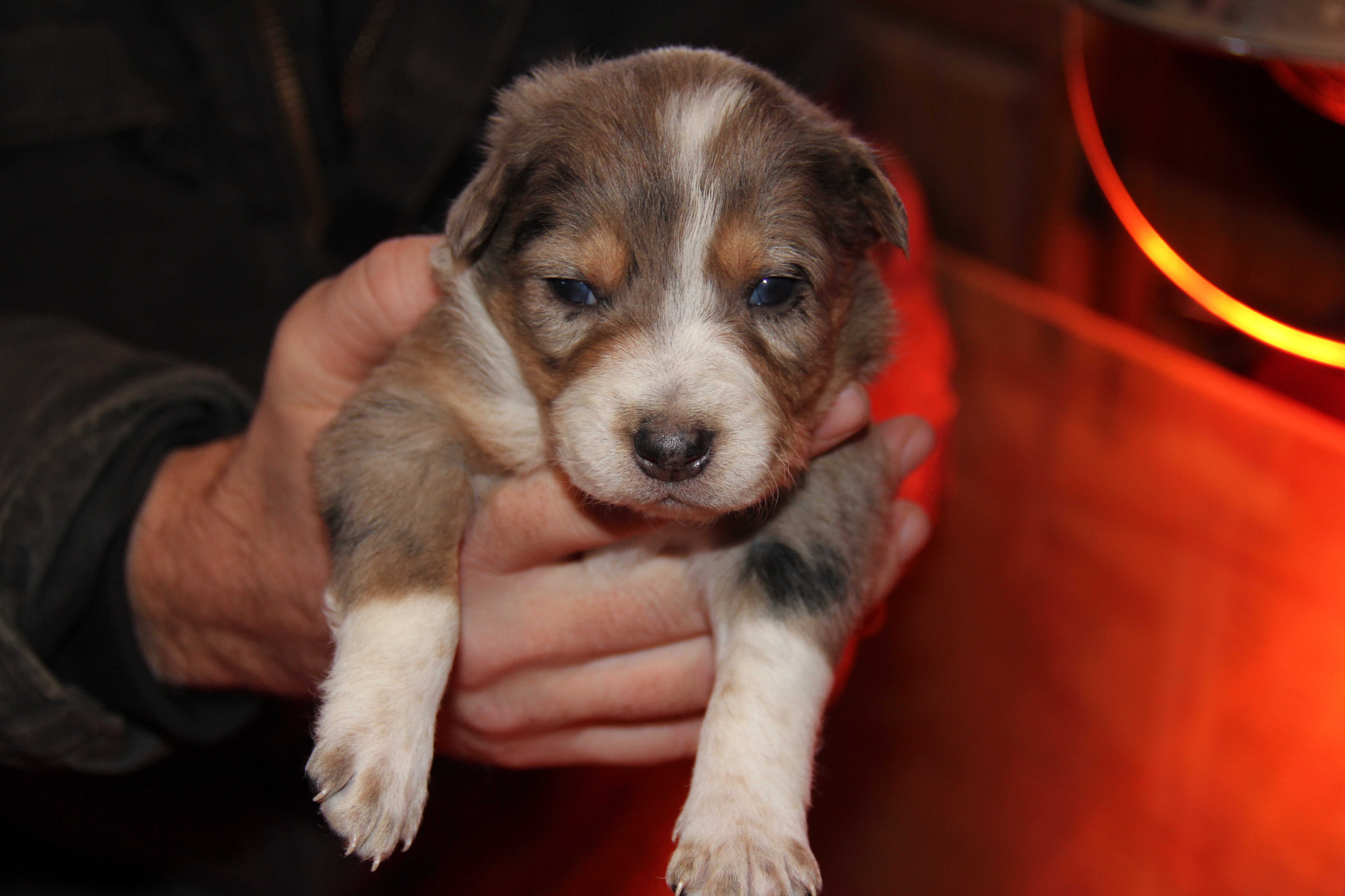 Perry's Female-docked 1