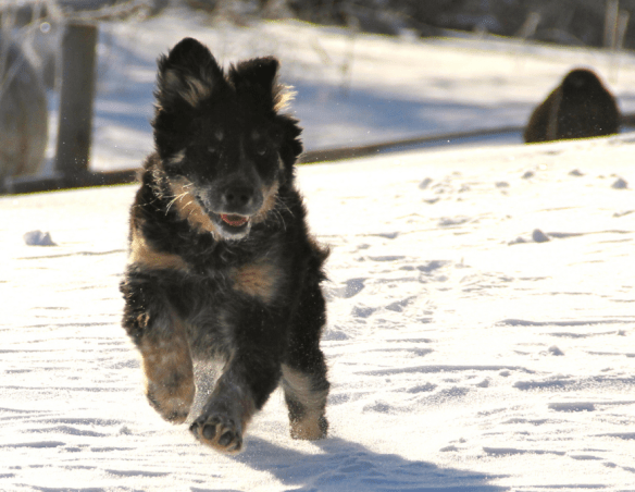 Screen Shot 2016-01-21 at 12.09.00 PM