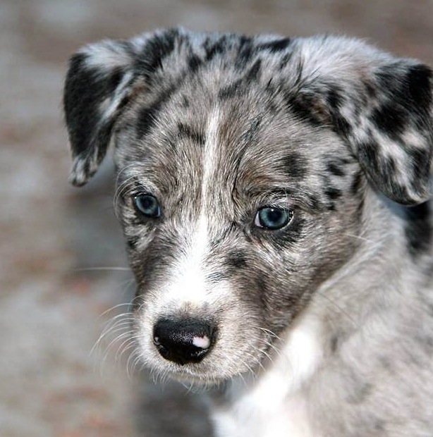 Screen Shot 2016-01-21 at 12.09.30 PM