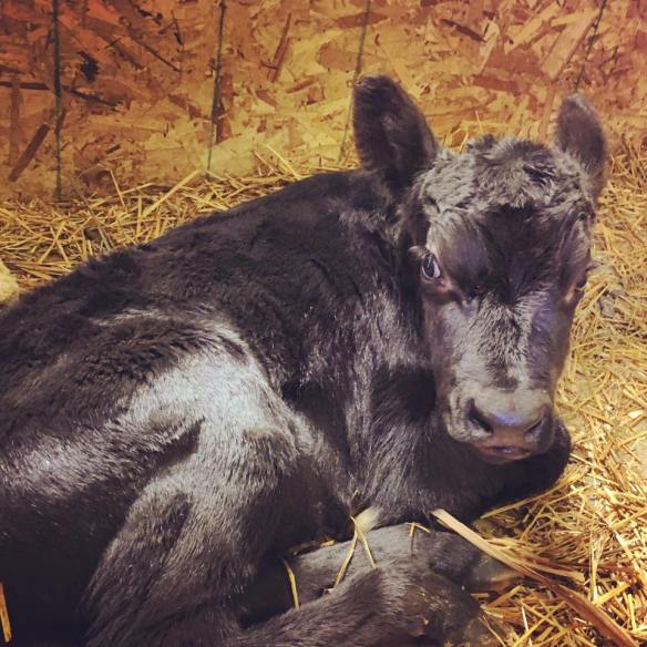 12987084_1110828592300718_7064839244461993109_n