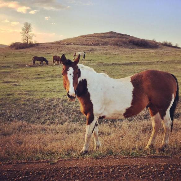 13000094_1116584408391803_7034133916793546759_n