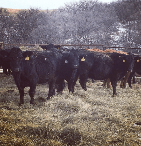 Screen Shot 2016-04-18 at 11.00.23 AM