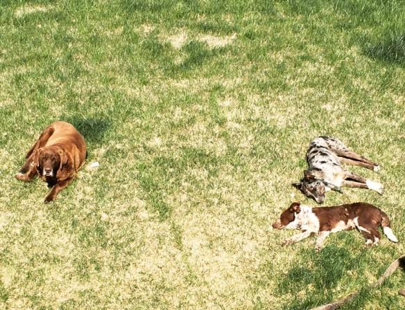 13256397_1132960790087498_76906857325367331_n