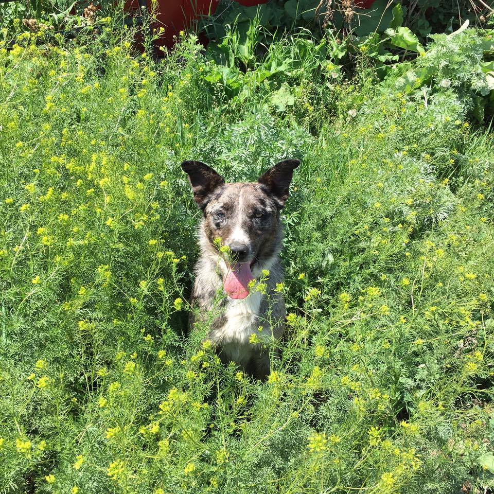 13267777_1141831645867079_602945378096985439_n