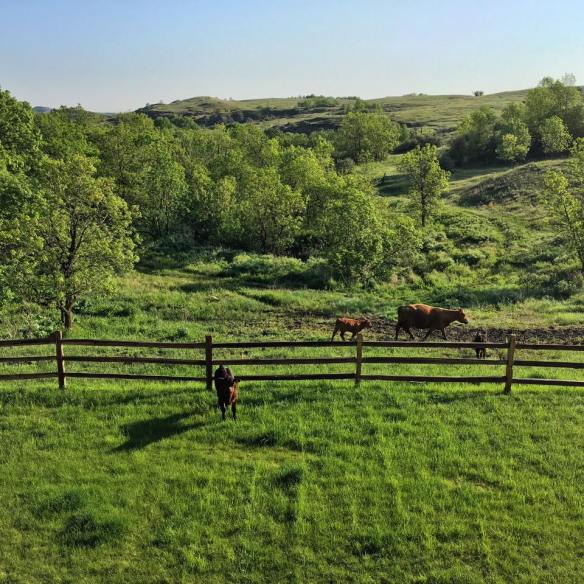 13327606_1141671339216443_7460000402736586573_n