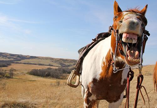 11880365_979872458729666_1697993920844688862_n