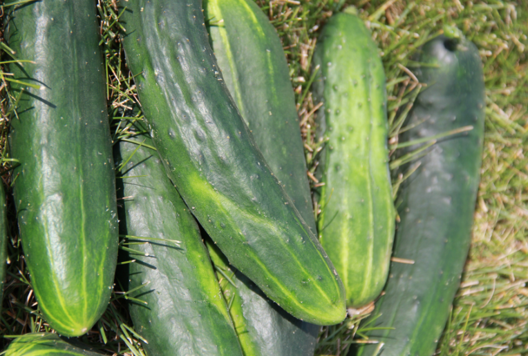 Screen Shot 2016-06-27 at 8.31.58 PM