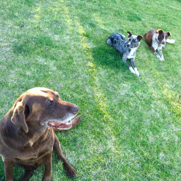 13775901_1179937098723200_1932747004546142136_n