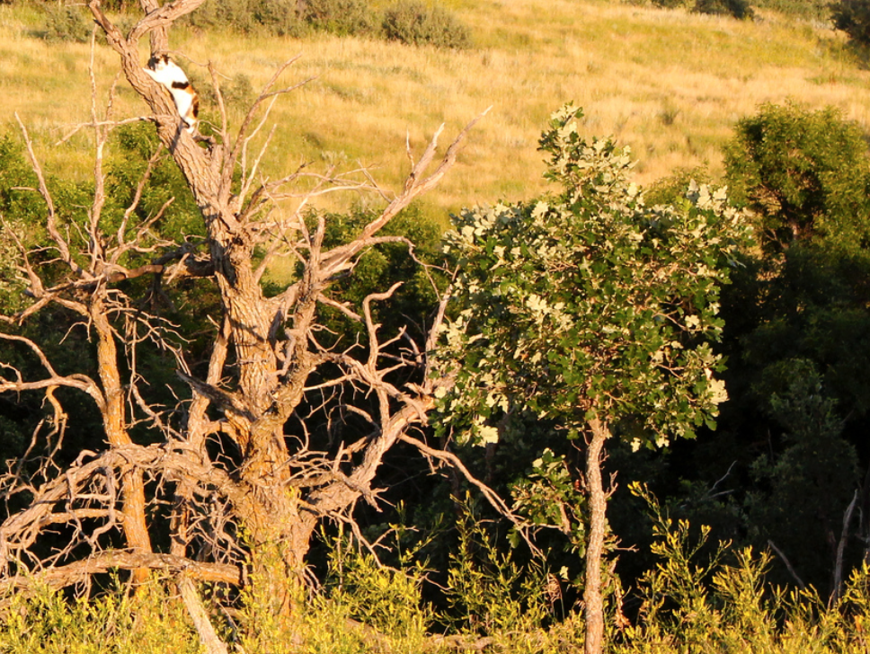 Screen Shot 2016-07-25 at 11.52.19 AM