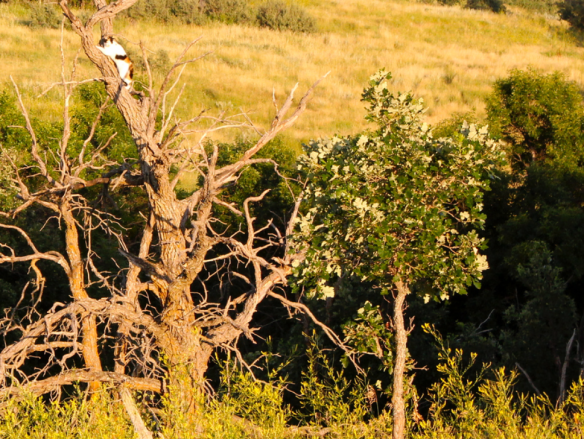 Screen Shot 2016-07-25 at 11.52.19 AM