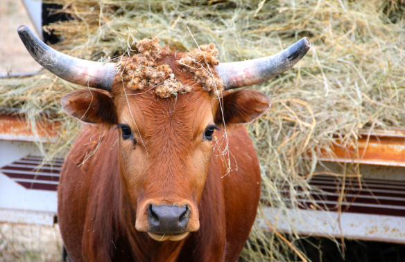 Screen Shot 2016-07-25 at 11.54.21 AM