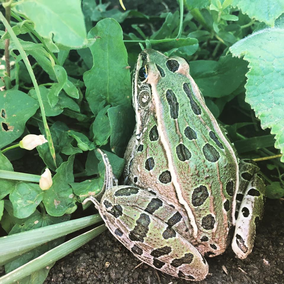 14064235_1206576586059251_5643360168495796715_n