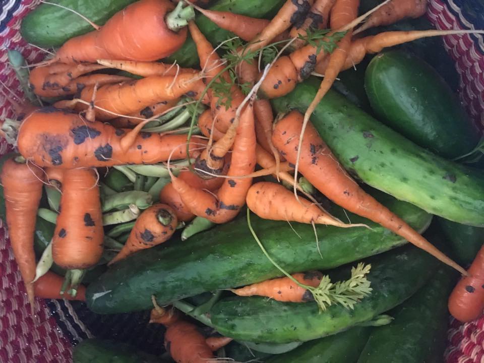 14100264_1206576589392584_8171558505582266696_n