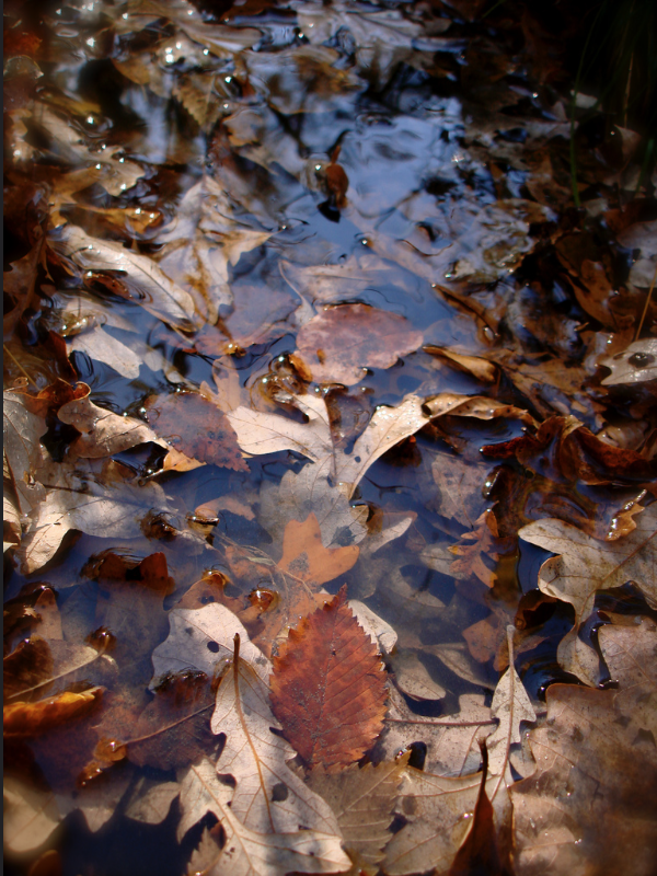 screen-shot-2016-10-11-at-2-57-59-pm