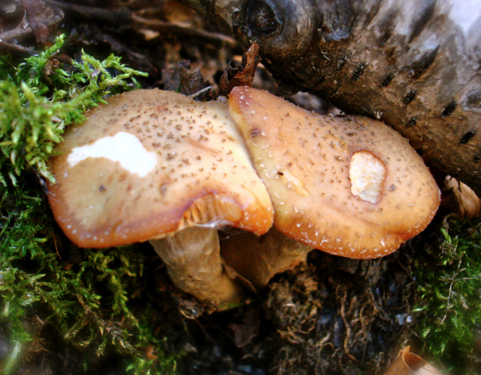 screen-shot-2016-10-11-at-2-58-59-pm