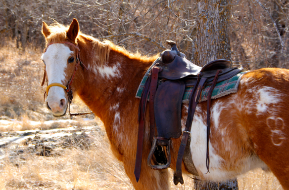 screen-shot-2017-01-16-at-10-22-01-am