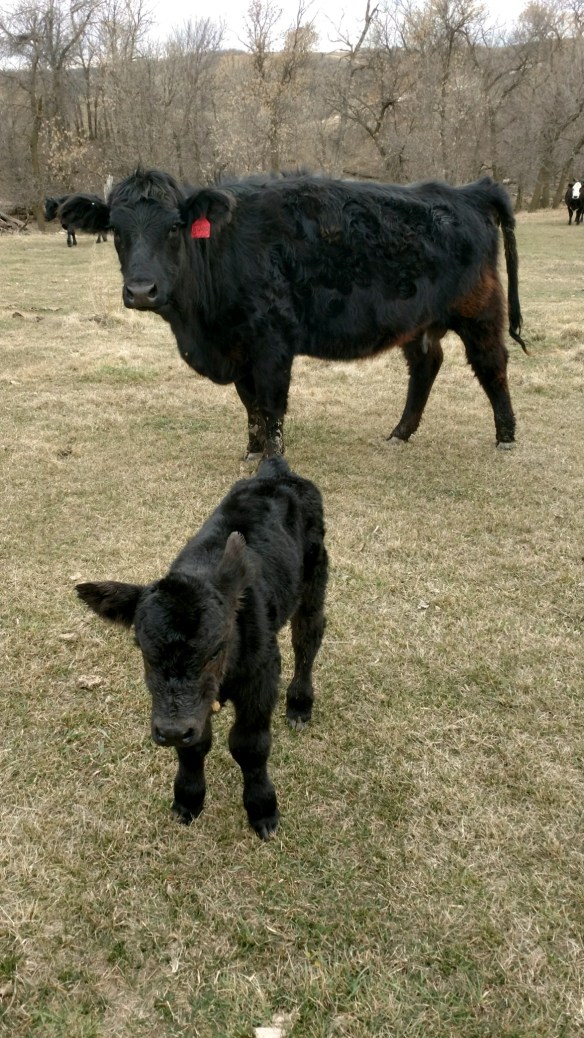 First Calf