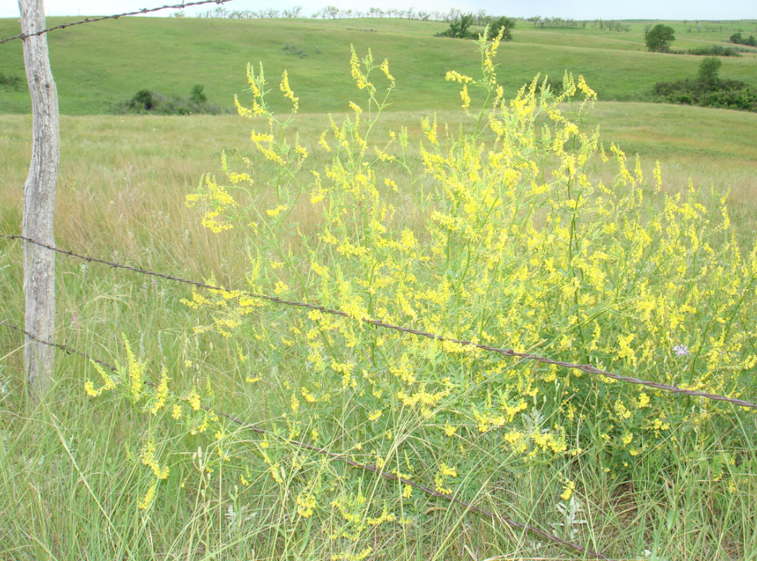 Screen Shot 2017-07-17 at 2.37.04 PM