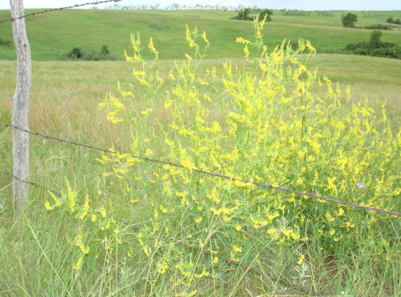 Screen Shot 2017-07-17 at 2.37.04 PM