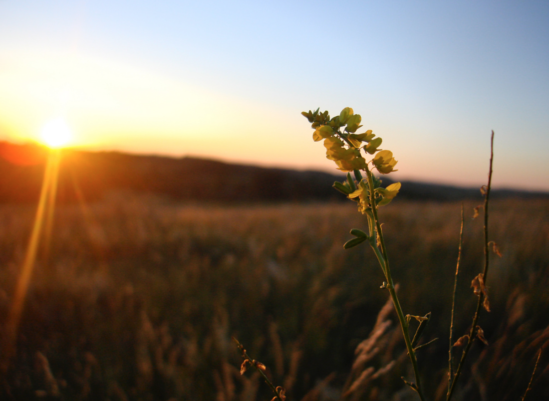 Screen Shot 2017-07-17 at 2.37.12 PM