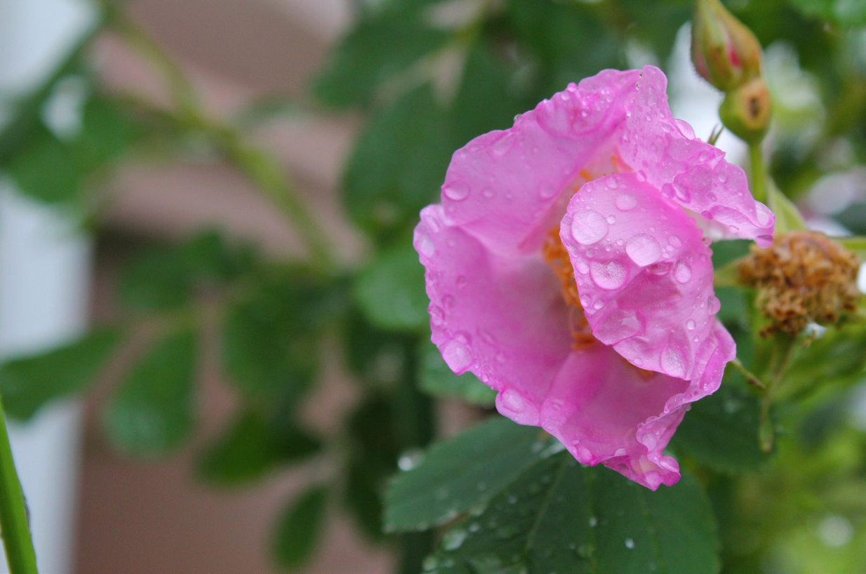 Screen Shot 2017-08-15 at 7.23.00 AM