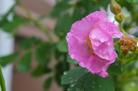 Screen Shot 2017-08-15 at 7.23.00 AM