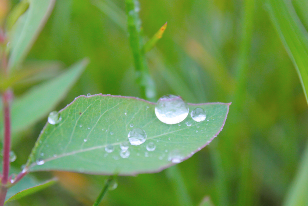 Screen Shot 2017-08-15 at 7.23.28 AM