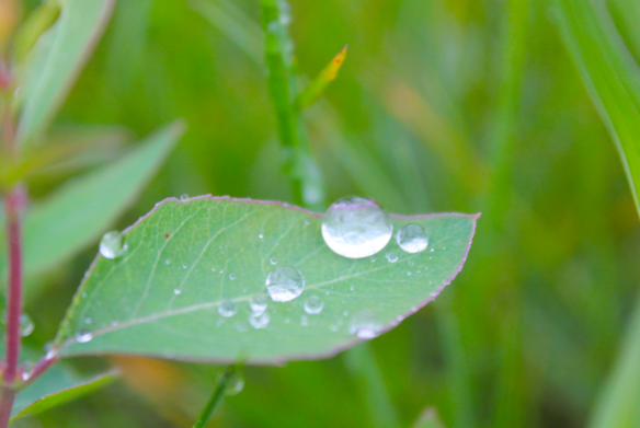 Screen Shot 2017-08-15 at 7.23.28 AM