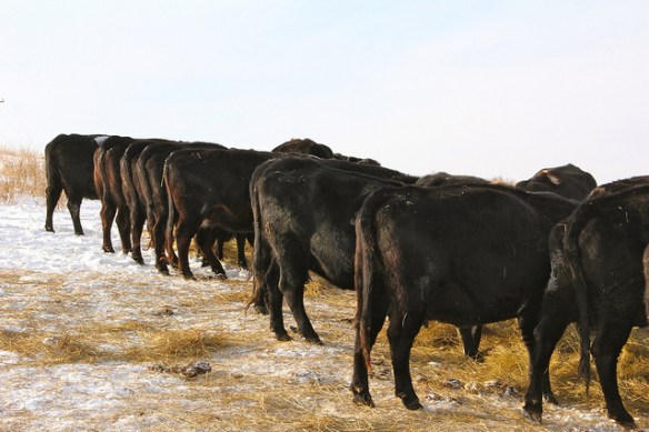 11275661094_a47972907d_z