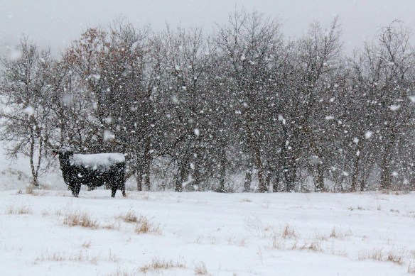 It came in with the night 4