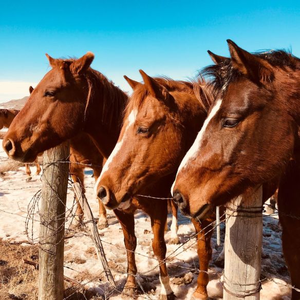 29340444_1782760125107558_2449944453394202624_o