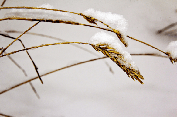 Screen Shot 2018-03-12 at 3.45.08 PM