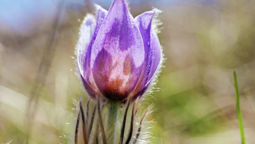 1xhsyrzf7uvwa4b-os-4i5trawzq6p4y