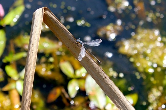 dragonfly