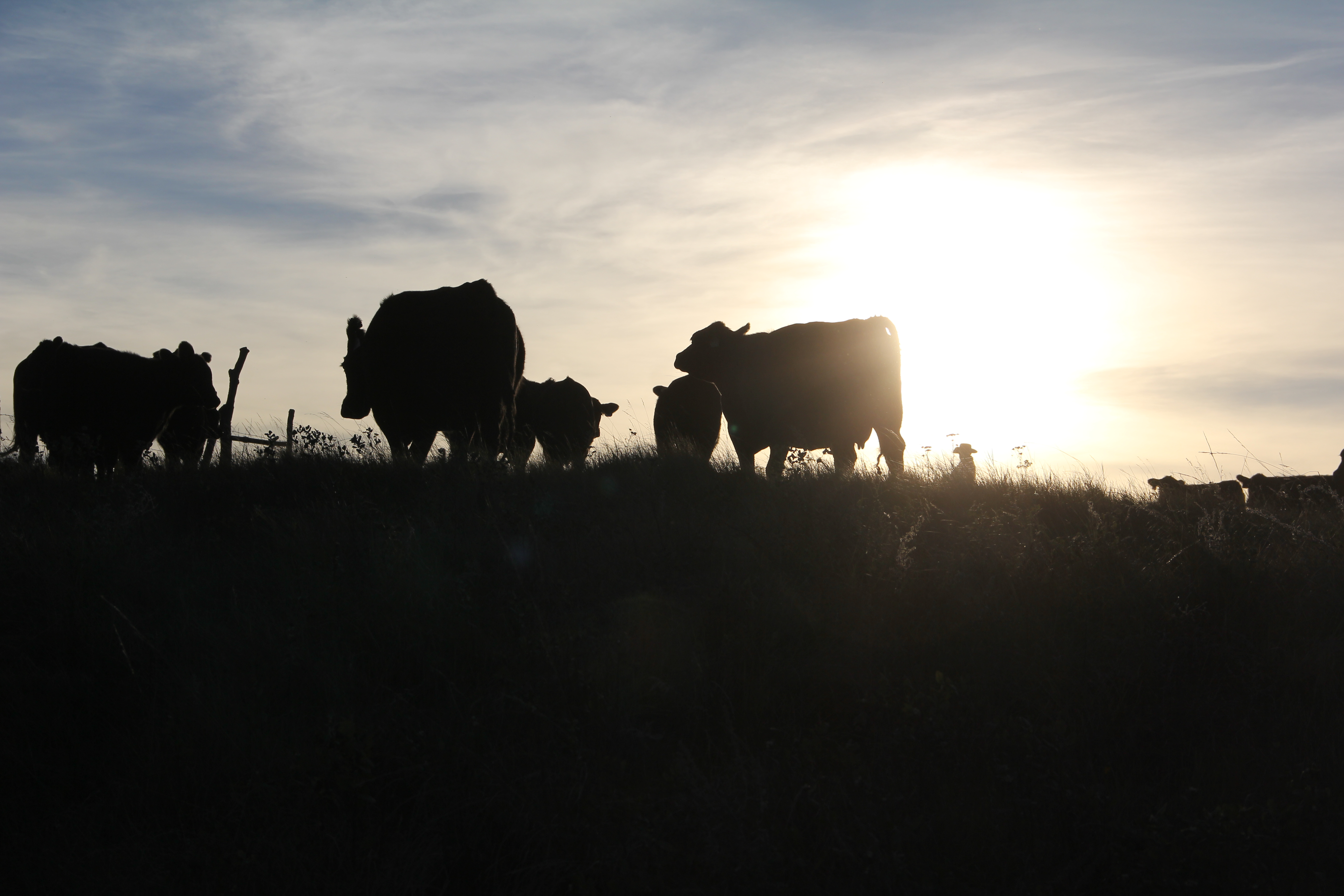 Cows through gate