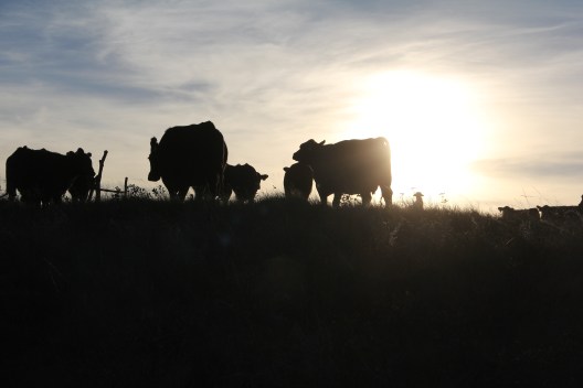 Cows through gate