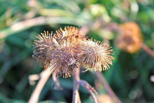 6193890888_1815e3174e